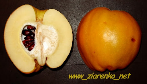 Pigwowiec Japoński Chaenomeles Japonica