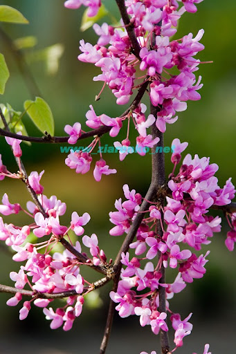 Mrozoodporny Judaszowiec Kanadyjski Cercis Canadensis