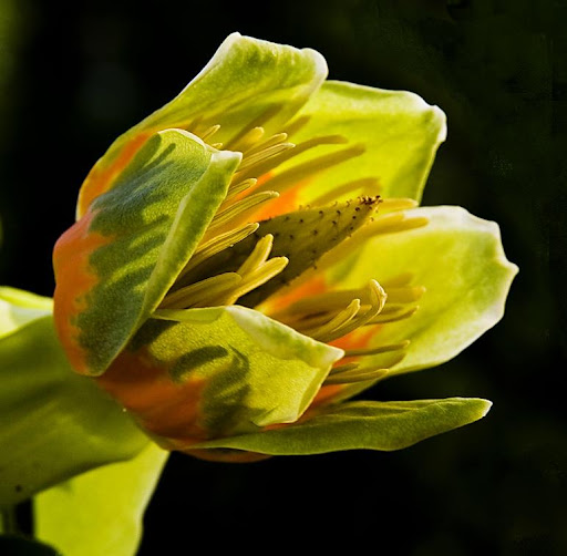 Tulipanowiec Mrozoodporny Liriodendron Tulipifera