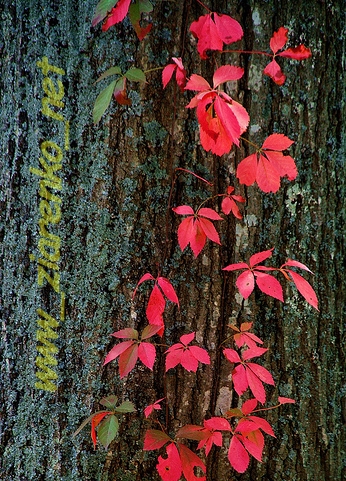 Winobluszcz pi�ciolistkowy (Parthenocissus quinquefolia)