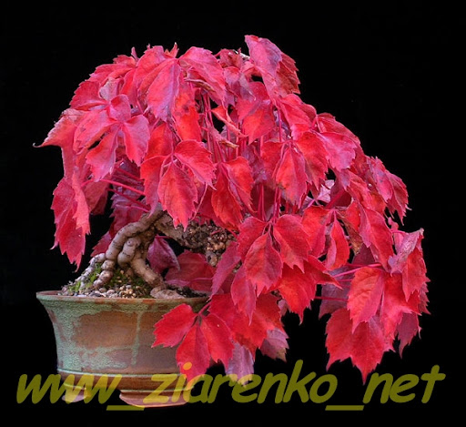 http://lh5.ggpht.com/_Sk1BvEVaxbs/S5focHShZ-I/AAAAAAAAAsk/hWzc0A1uADg/s512/halloween_2007_putz_quinquefolia_001.jpg