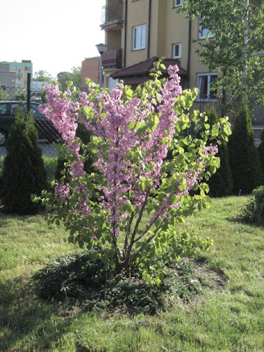 Mrozoodporny Judaszowiec Kanadyjski Cercis Canadensis
