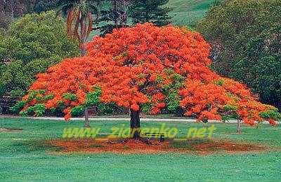 Płomień Afryki Delonix Regia