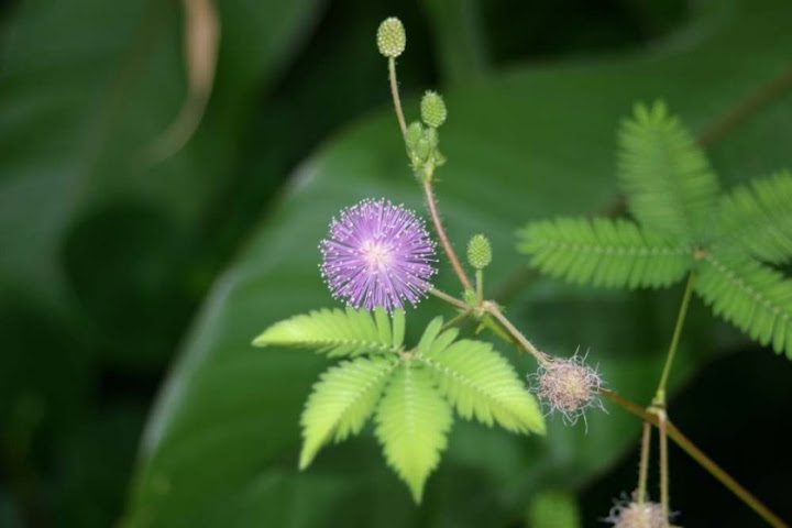 Mimoza wstydliwa Mimosa Pudica
