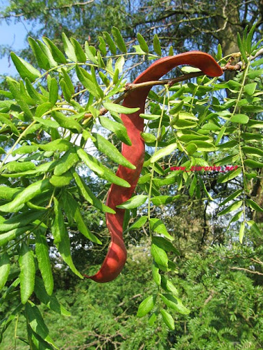 glediczja tr�jcierniowa Gleditsia triacanthos