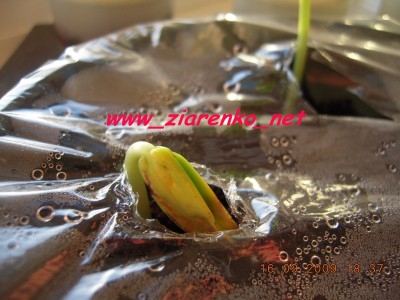 P�omie� Afryki (Delonix Regia)