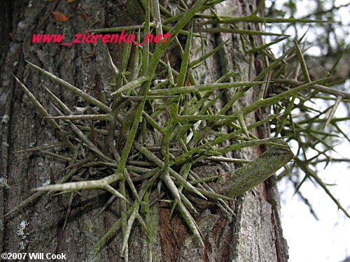 glediczja tr�jcierniowa Gleditsia triacanthos