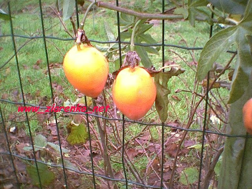 Kwiat męki pańskiej Passiflora marakuja