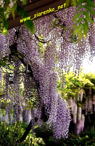 Glicynia Chińska Wisteria sinensis