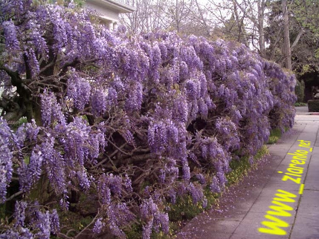 Glicynia Chi�ska Wisteria sinensis