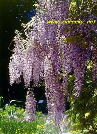 Glicynia Chińska Wisteria sinensis
