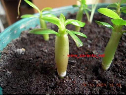 adenium obesum róża pustyni