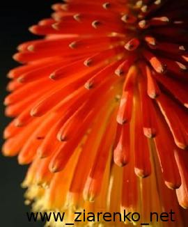 Trytoma groniasta Kniphofia uvaria
