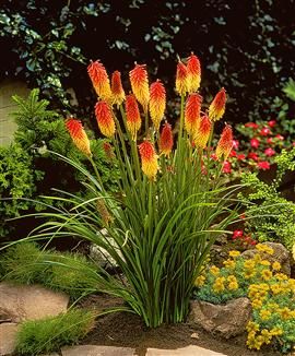 Trytoma groniasta Kniphofia uvaria