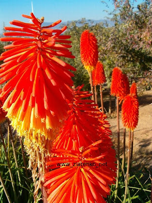 Trytoma groniasta Kniphofia uvaria