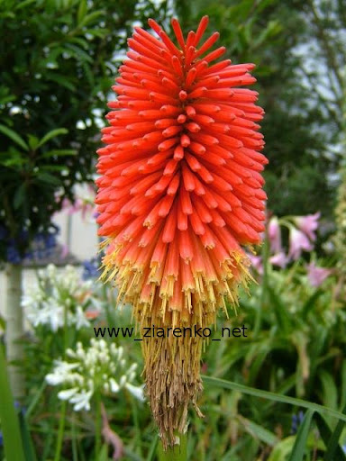 Trytoma groniasta Kniphofia uvaria