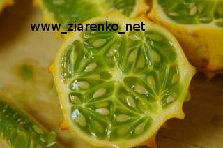 Kiwano Cucumis metuliferus