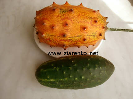 Kiwano Cucumis metuliferus