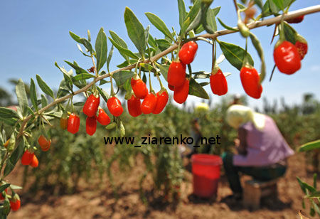 Goji3_2009_Harvest.jpg