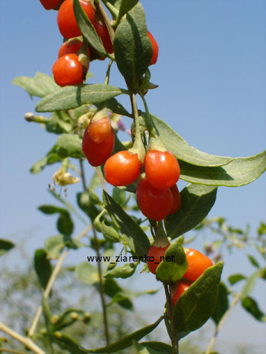 JAGODY GOJI, Kolcow�j pospolity (Lycium barbarum)