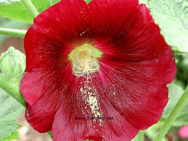 Malwa (Althaea rosea)