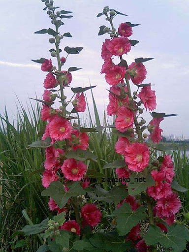 Malwa (Althaea rosea)