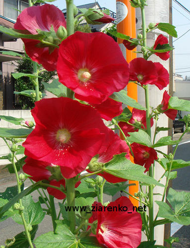 Malwa (Althaea rosea)