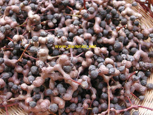 Howenia s�odka (Hovenia dulcis)