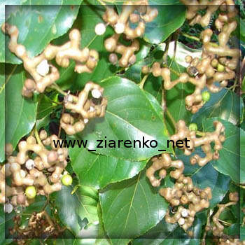 Howenia s�odka (Hovenia dulcis)