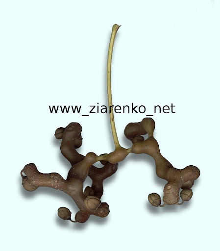 Howenia s�odka (Hovenia dulcis)