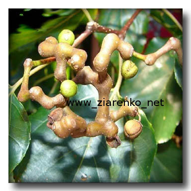Howenia s�odka (Hovenia dulcis)