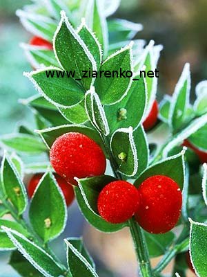 Ruszczyk kolczasty (Ruscus aculeatus)