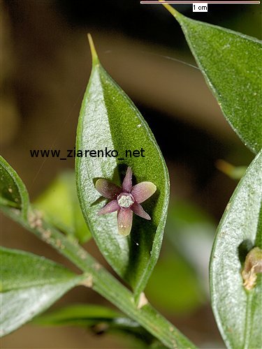 Ruszczyk kolczasty (Ruscus aculeatus)