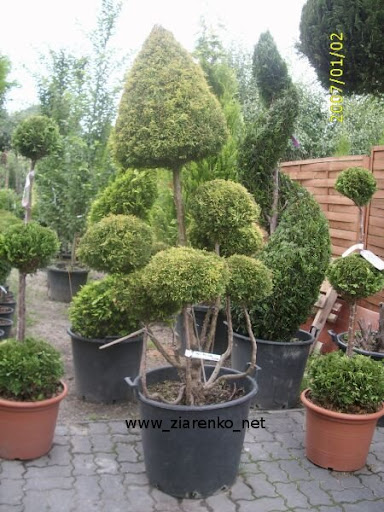 �ywotnik zachodni (Thuja occidentalis)