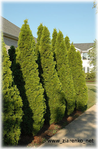 �ywotnik zachodni (Thuja occidentalis)