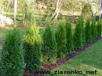 �ywotnik zachodni (Thuja occidentalis)
