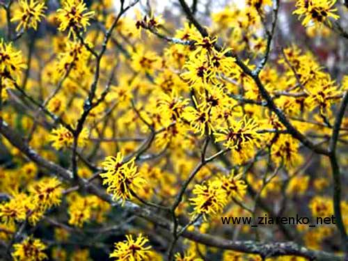 Oczar mi�kkow�osy (Hamamelis mollis)