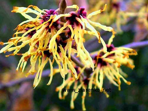 Oczar mi�kkow�osy (Hamamelis mollis)