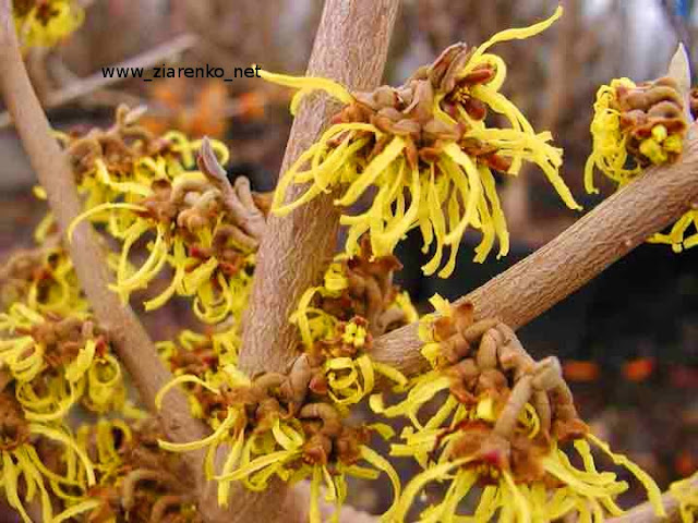 Oczar mi�kkow�osy (Hamamelis mollis)