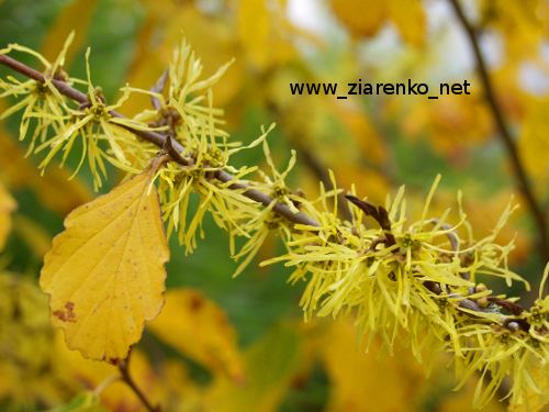 Oczar mi�kkow�osy (Hamamelis mollis)