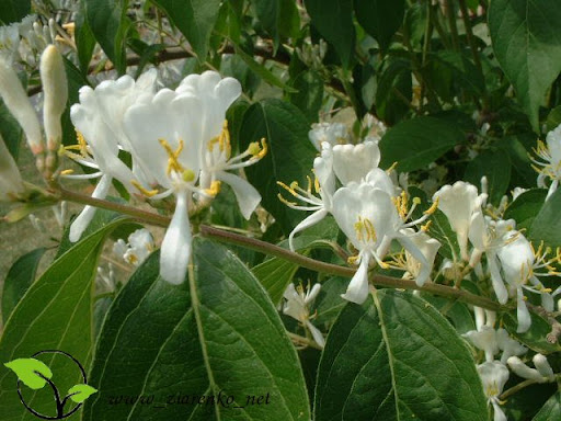 Wiciokrzew Maacka (Lonicera maackii)