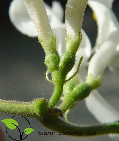 Wiciokrzew Maacka (Lonicera maackii)