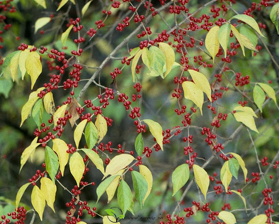 Wiciokrzew Maacka (Lonicera maackii)