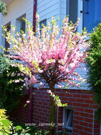 Migda�ek tr�jklapowy (Prunus triloba)