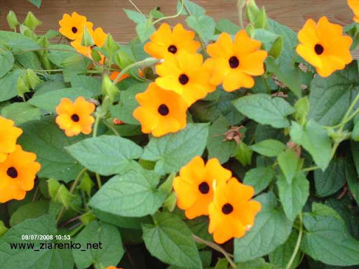 Tunbergia (Tunbergia alata)