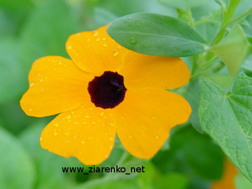 Tunbergia (Tunbergia alata)