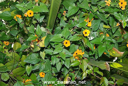 Tunbergia (Tunbergia alata)