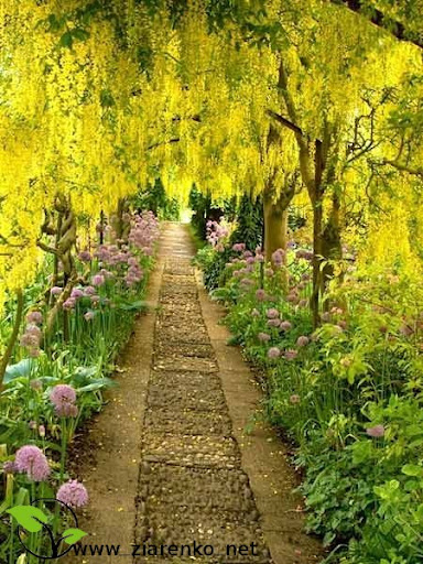 Z�otokap (Laburnum anagyroides)