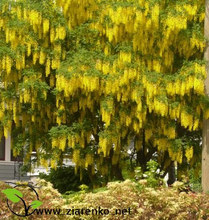 Z�otokap (Laburnum anagyroides)