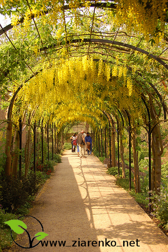 Z�otokap (Laburnum anagyroides)